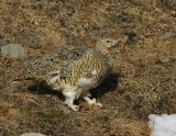 Alpensneeuwhoen - Rock Ptarmigan