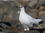 Alpensneeuwhoen - Rock Ptarmigan