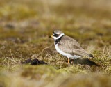 Bontbekplevier - Common Ringed Plover