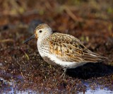 Bonte Strandloper - Dunlin