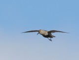 Bonte Strandloper - Dunlin