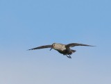 Bonte Strandloper - Dunlin