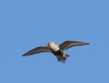 Bonte Strandloper - Dunlin