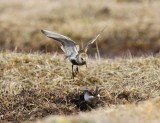 Bonte Strandlopers - Dunlins