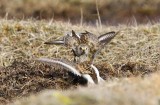 Bonte Strandlopers - Dunlins