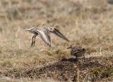 Bonte Strandlopers - Dunlins