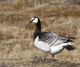 Brandgans - Barnacle Goose