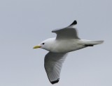 Drieteenmeeuw - Black-legged Kittiwake