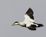 Eider - Common Eider