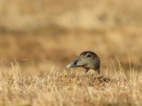 Eider - Common Eider