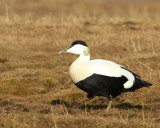 Eider - Common Eider
