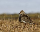 Gestreepte Strandloper - Pectoral Sandpiper