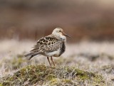 Gestreepte Strandloper - Pectoral Sandpiper