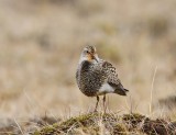 Gestreepte Strandloper - Pectoral Sandpiper