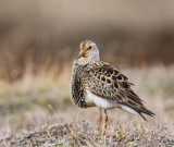 Gestreepte Strandloper - Pectoral Sandpiper