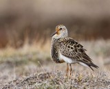 Gestreepte Strandloper - Pectoral Sandpiper