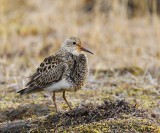 Gestreepte Strandloper - Pectoral Sandpiper