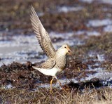 Gestreepte Strandloper - Pectoral Sandpiper