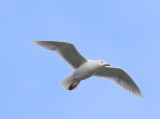 Grote Burgemeester - Glaucous Gull