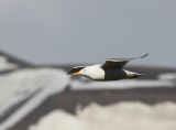 Grote Burgemeester - Glaucous Gull