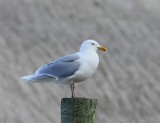 Grote Burgemeester - Glaucous Gull