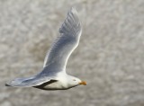 Grote Burgemeester - Glaucous Gull