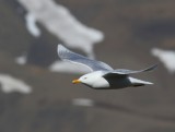 Grote Burgemeester - Glaucous Gull