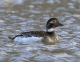 IJseend - Long-tailed Duck