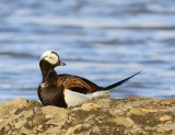 IJseend - Long-tailed Duck