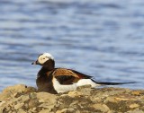 IJseend - Long-tailed Duck