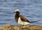 IJseend - Long-tailed Duck