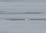 Ivoormeeuw - Ivory Gull
