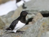 Kleine Alk - Little Auk