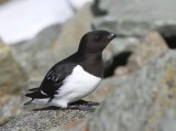 Kleine Alk - Little Auk
