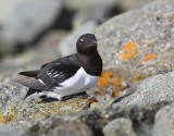 Kleine Alk - Little Auk