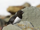 Kleine Alk - Little Auk