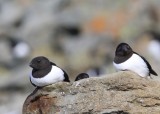 Kleine Alken - Little Auks