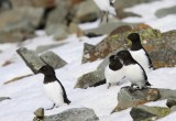 Kleine Alken - Little Auks