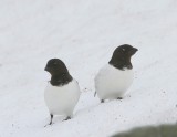 Kleine Alken - Little Auks