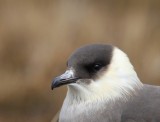 Kleine Jager - Arctic Skua