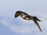 Kleine Jager - Arctic Skua