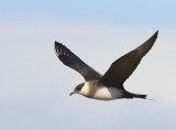 Kleine Jager - Arctic Skua