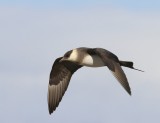 Kleine Jager - Arctic Skua