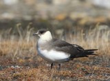Kleine Jager - Arctic Skua