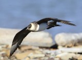 Kleine Jager - Arctic Skua
