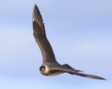 Kleine Jager - Arctic Skua