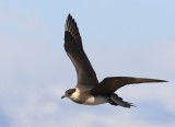 Kleine Jager - Arctic Skua