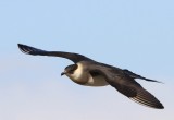 Kleine Jager - Arctic Skua