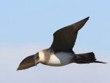 Kleine Jager - Arctic Skua