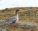 Kleine Rietgans - Pink-footed Goose